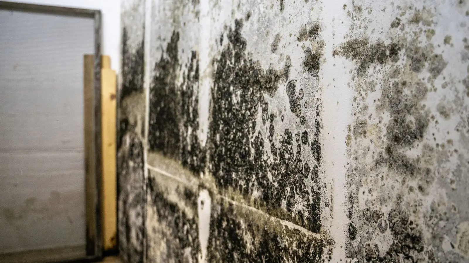 Wall covered in dark mold growth