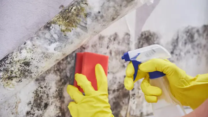 Gloved hand scrubbing mold on a wall with a sponge and spray bottle