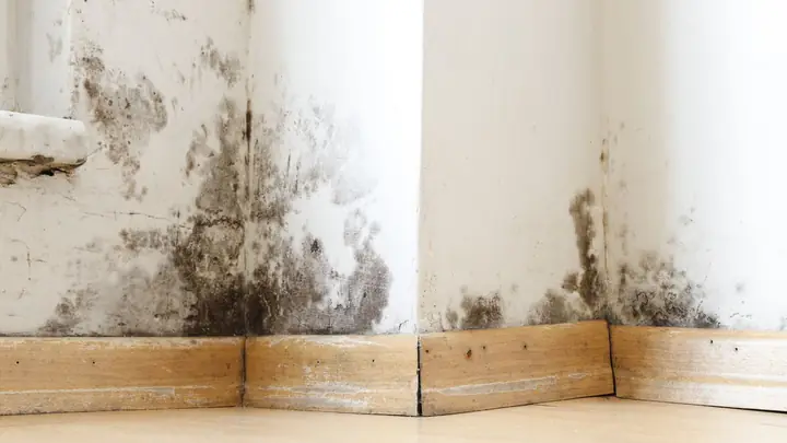 Mold staining along the base of a wall in a room