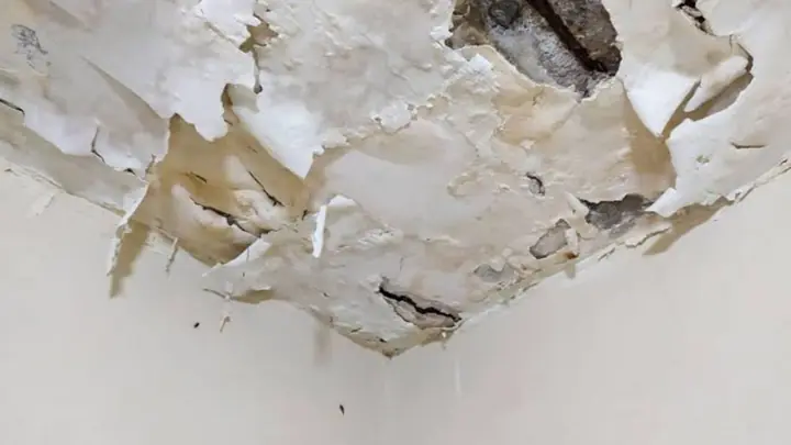 Peeling ceiling paint and plaster after a leak