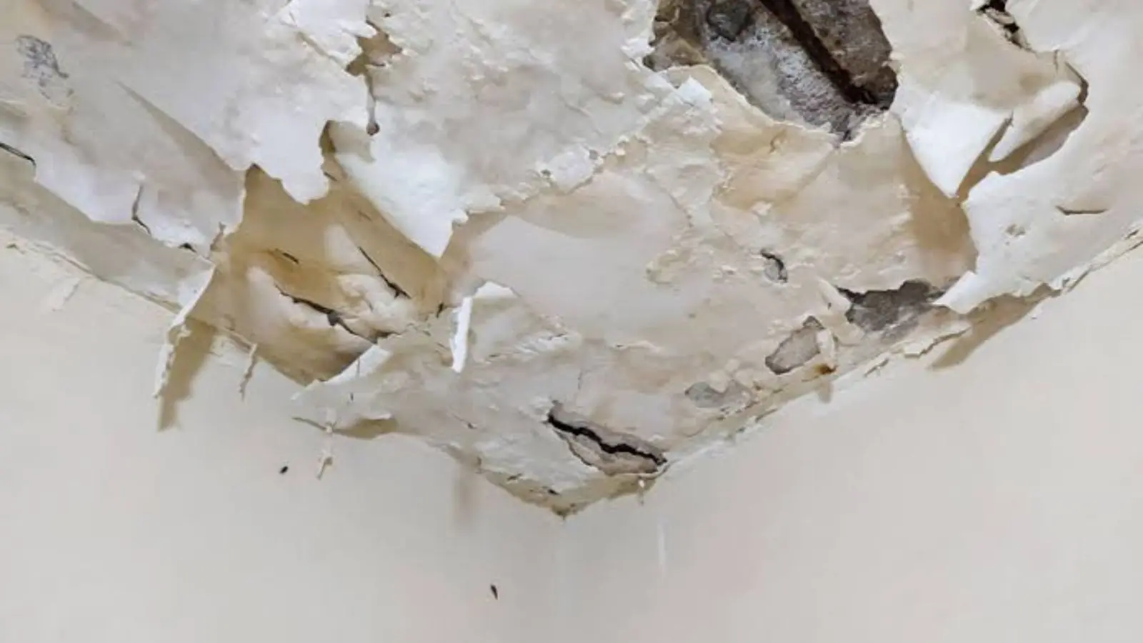 Peeling ceiling paint and plaster after a leak