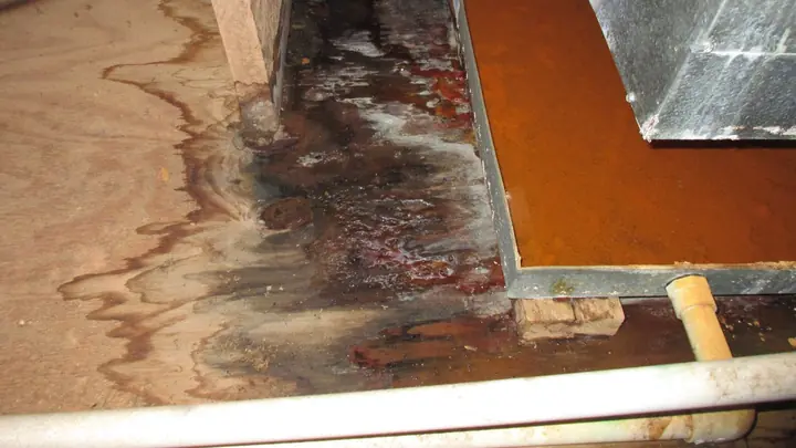 Wood flooring lifted to show a water stain on the subfloor